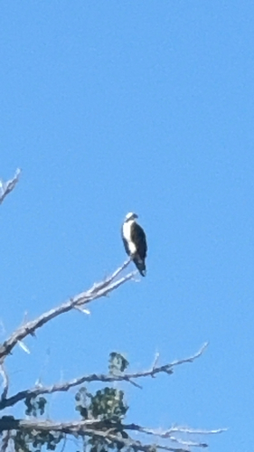 Osprey
