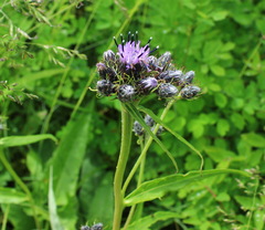 Saussurea pseudotilesii