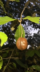 Heritiera littoralis