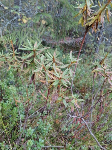 marsh Labrador tea