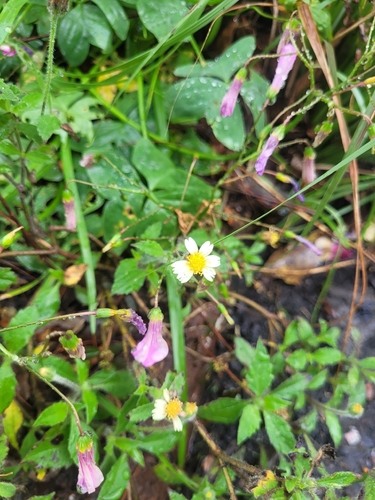 Tridax Daisy