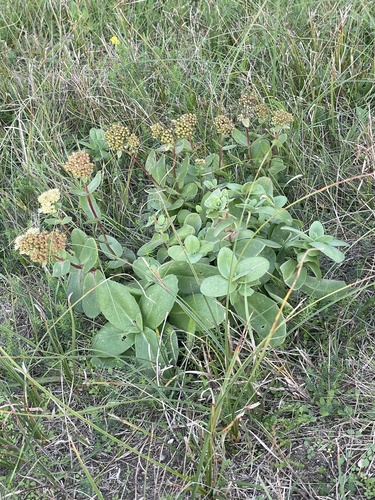 Great Stonecrop