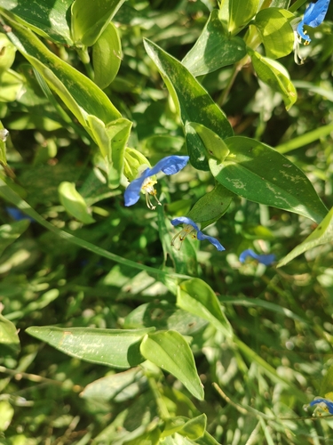 Asiatic dayflower