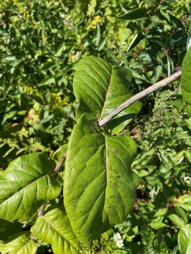 Lonicera dioica, photograph 3
