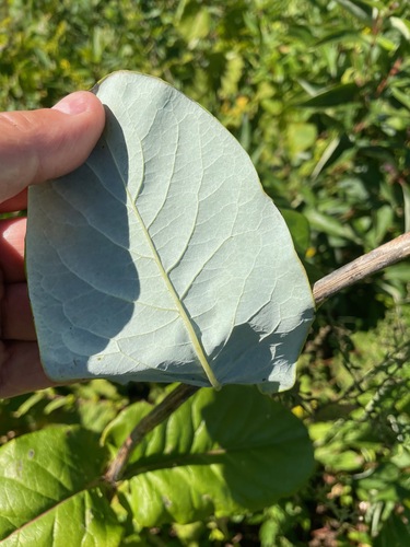 Lonicera dioica, photograph 2