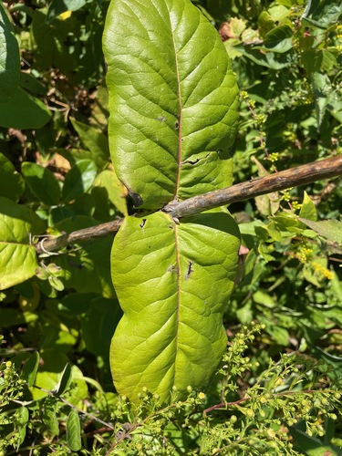 Lonicera dioica