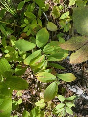Uvularia sessilifolia, photograph (c) Tom Scavo, some rights reserved (CC BY)