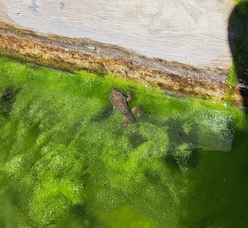 Catalonian Midwife Toad