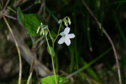 Dinetus racemosus observed 2026-09-18