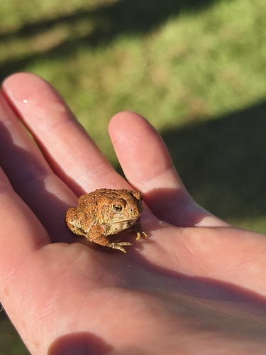 Canadian Toad