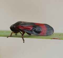 Euryaulax kirkaldyi