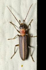 Oxycopis mimetica