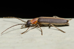 Oxycopis mimetica