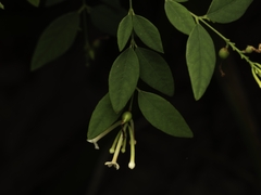 Yellow-flowered false holly (Wikstroemia trichotoma)