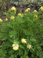Corydalis nobilis