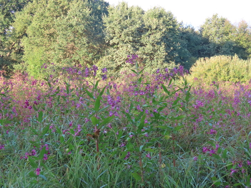 Himalayan balsam