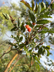 (c) Jes Gray, some rights reserved (CC BY) Sorbus scopulina, photograph (c) Jes Gray, some rights reserved (CC BY)