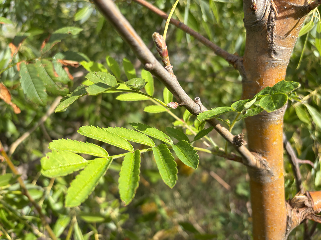 Sorbus scopulina; photograph (c) Jes Gray, some rights reserved (CC BY)