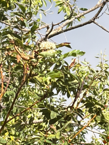 Sorbus scopulina, photograph 1