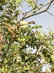 Sorbus scopulina