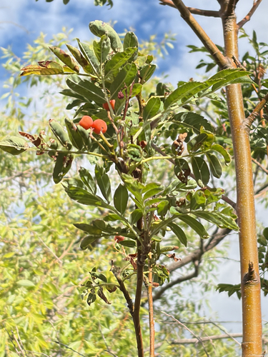 Sorbus scopulina, photograph 3