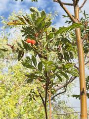 (c) Jes Gray, some rights reserved (CC BY) Sorbus scopulina, photograph (c) Jes Gray, some rights reserved (CC BY)