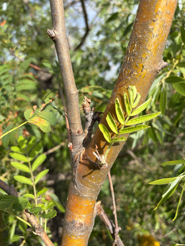 Sorbus scopulina, photograph 4