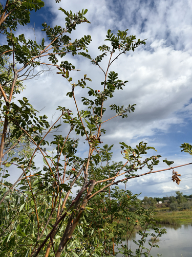 Sorbus scopulina, photograph 2