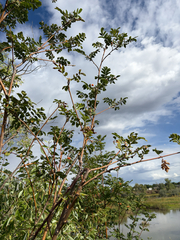 (c) Jes Gray, some rights reserved (CC BY) Sorbus scopulina, photograph (c) Jes Gray, some rights reserved (CC BY)