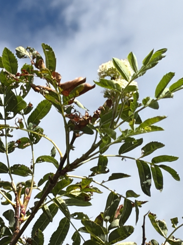 Sorbus scopulina, photograph 6