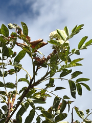 Sorbus scopulina, photograph (c) Jes Gray, some rights reserved (CC BY)