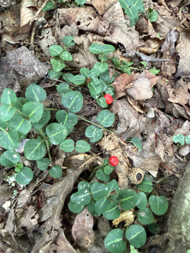 partridgeberry