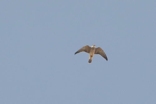 Eurasian Hobby
