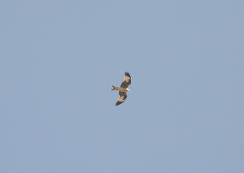 Red Kite