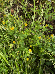 Hypericum mutilum, photograph (c) Brian Gratwicke, some rights reserved (CC BY)