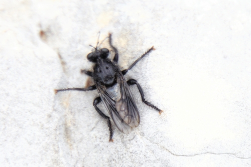 Andrenosoma atrum
