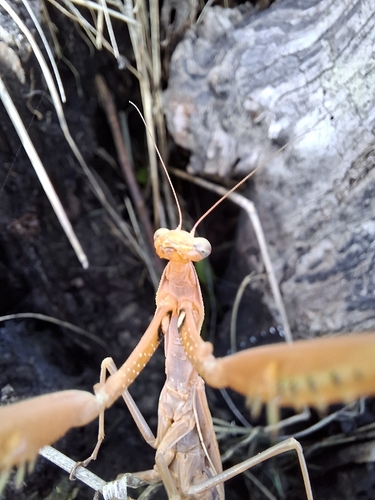 European Mantis