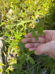 Phyla lanceolata, photograph (c) Karina M. Torres, some rights reserved (CC BY)
