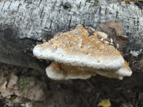 Red-banded Polypore