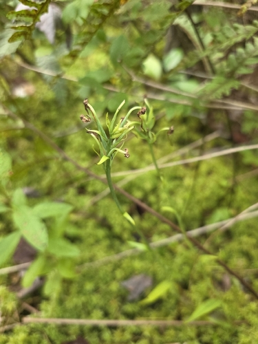 Platanthera blephariglottis observed 2026-09-19