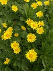 Doronicum caucasicum