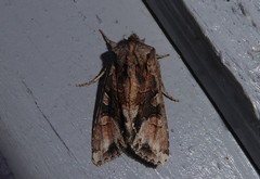 Ichneutica skelloni
