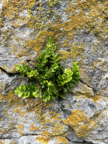 sea spleenwort