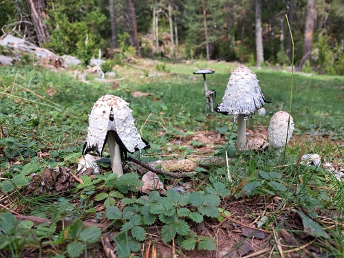 Shaggy Mane