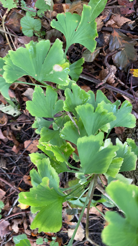 ginkgo