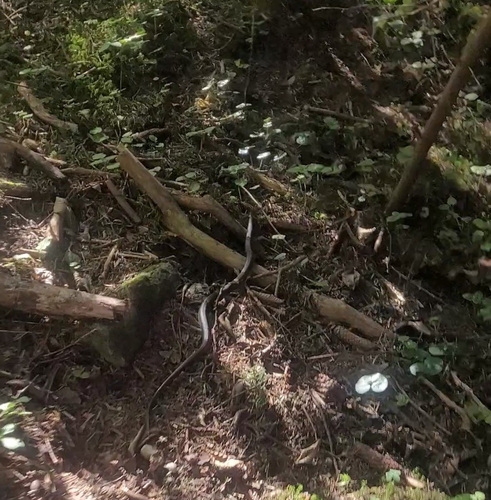 grass snake