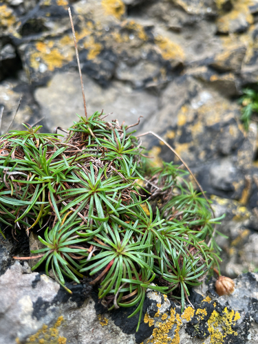 Sea Thrift
