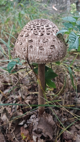 Parasol