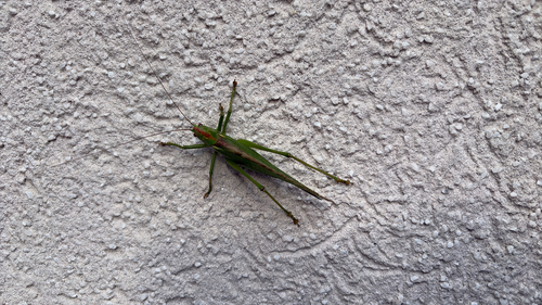 Great Green Bush-cricket