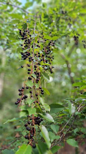 black cherry